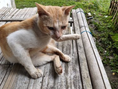 Kedi yerde yatıyor.