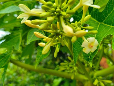 Bahçedeki bir ağacın yeşil yaprakları