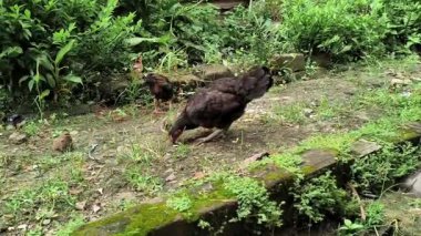 Siyah tüylü yerli bir tavuk uyuyor.