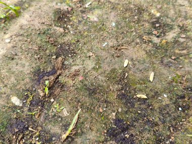 Eski ahşabın yosunlu dokusu