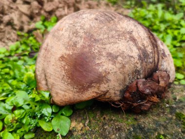 Ormanda yetişen yeşil bir mantarın yakın çekimi.