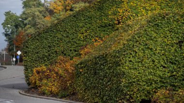 Sessiz bir şehir caddesi boyunca büyüyen sarı sonbahar yapraklarına dokunan yoğun yeşil çitler. Görüntü mevsimsel değişimi ve sürdürülebilir şehir düzenini yansıtıyor. Kentsel ortamlarda ekoloji, sokak tasarımı ve doğa için ideal.