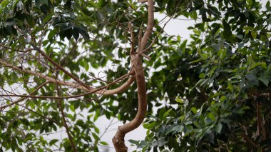 Doğal gövdesi ve gür yeşil yaprakları olan uzun, kapalı bir ağaç. Biyofilik iç tasarımın bir parçası olarak kullanılır. Sürdürülebilir mimari, modern çalışma alanı dekorasyonu, kapalı alanda bahçe işleri ve...
