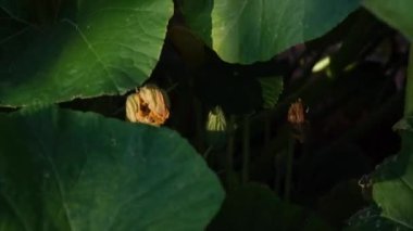 Video, bir bahçedeki büyük yeşil yaprakların arasına kısmen gizlenmiş bir kabak çiçeği gösteriyor. Yapraklar rüzgarda hafifçe hareket ederken yumuşak güneş ışığı yaprakların arasından düşer. Sahne çiçek açan sahneyi temsil ediyor.