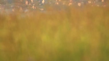 Altay. Dağ çayırı, gün doğumu