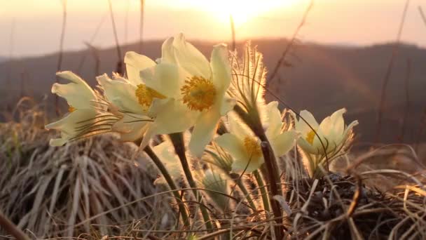 Гори Алтай. Квіти весни 1 — стокове відео