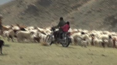 Moğol koyun. Bir erkek ve bir kız bir motosiklet üzerinde.
