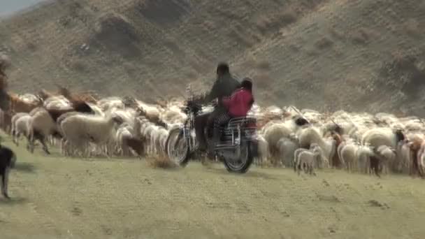 Mongoolse schapen. Een man en een meisje op een motorfiets. — Stockvideo