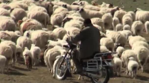 モンゴルの羊。男とバイクに女の子. — ストック動画