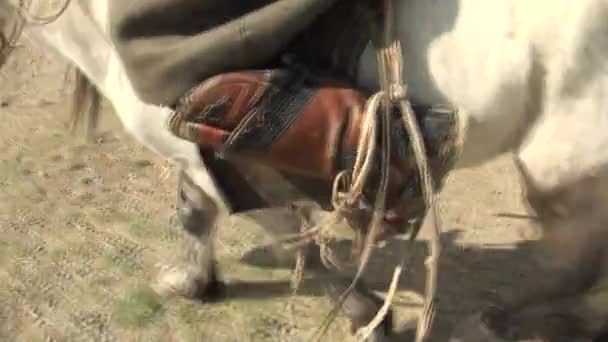 モンゴルの羊飼い。モンゴルの放牧地 — ストック動画
