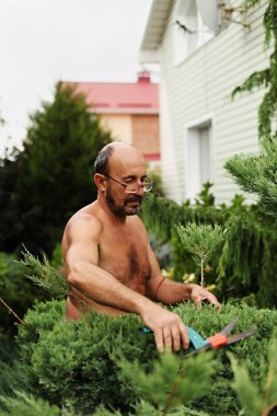 Adam bahçıvan makası el sanat kesme ardıç yapma ile.
