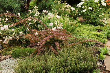 Berberis thunbergii ve kekik