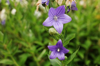 Mor çiçekler Platykodon açık yakın çekim