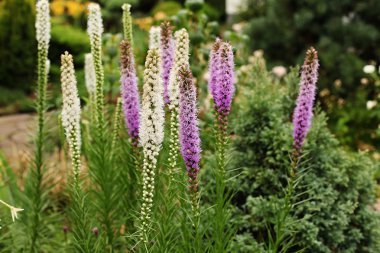 Spikelet Liatris (Liatris spicata) 