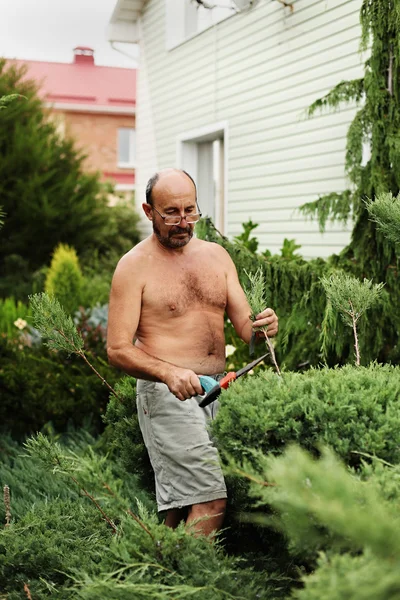 Hombre jardinero con tijeras en mano hacer arte corte enebro . — Foto de Stock