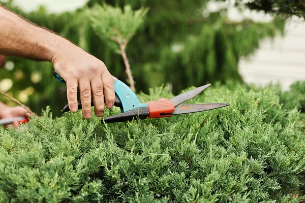 Manos jardinero primer plano corte enebro arbusto — Foto de Stock