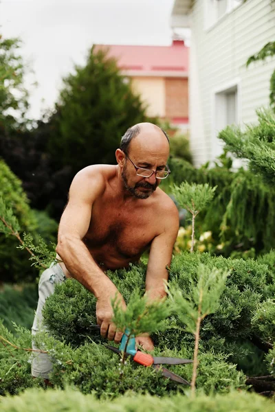 Hombre jardinero con tijeras en mano hacer arte corte enebro . — Foto de Stock