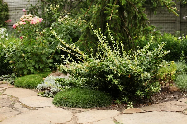 Armiria maritima ve euonymus büyüyen yola yakın: