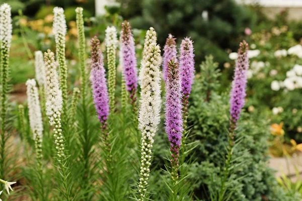 Spikelet Liatris (Liatris spicata) 