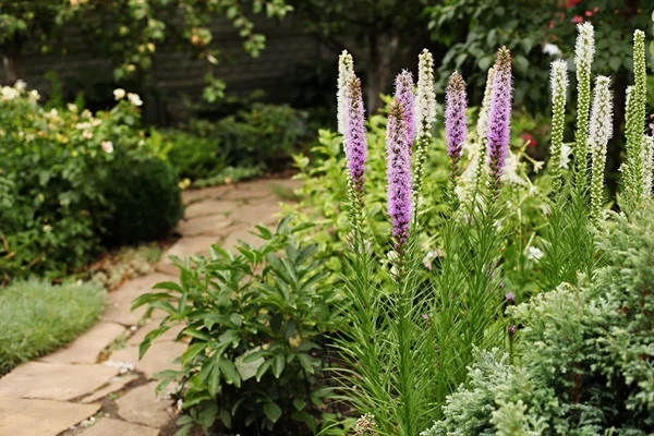 Klásek Liatris (Liatris spicata) — Stock fotografie