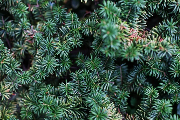 Balsam fir Nana. Yakın çekim görünümü
