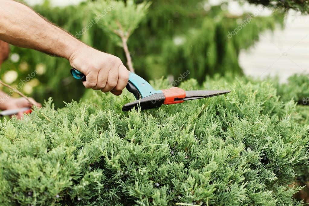Trimmed Bush