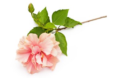 Pembe hibiscus çiçek ve beyaz arka plan üzerinde izole yeşil yaprakları