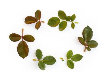 Gül desenli kare beyaz zemin üzerine bırakır. Üstten Görünüm, düz yatıyordu