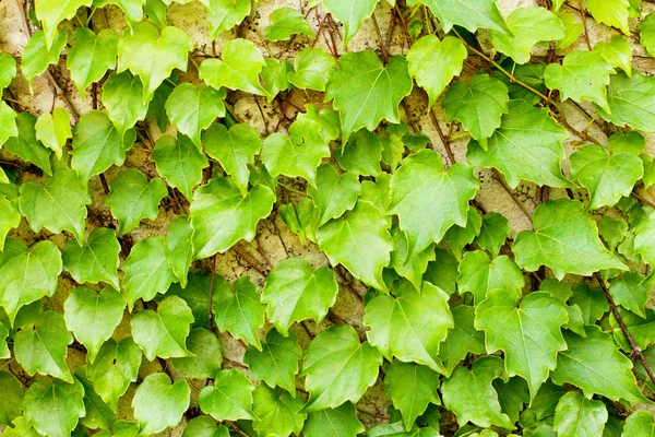Nahaufnahme von Trauben quinata "verschleiern" Blätter an der Wand — Stockfoto