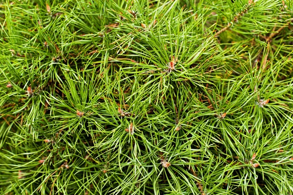 Arrière-plan des branches d'arbre de Noël (pin, épicéa ) — Photo