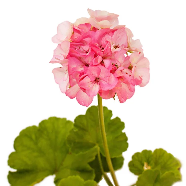 Rosa Geranien (Pelargonien) mit grünen Blättern isoliert auf weiß — Stockfoto