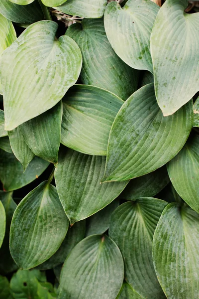 Close up de folhas de hosta verde azul texturizado — Fotografia de Stock