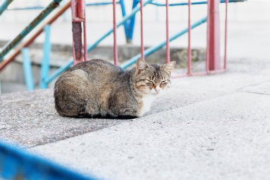 Gri taş çizgili kedi