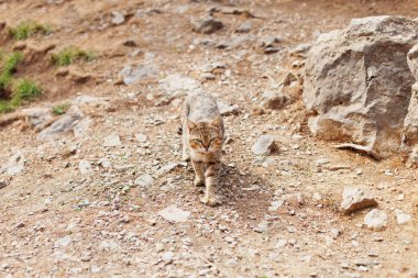 Gri ev egzotik stenografi tekir kedi kayalık zeminde yürüyor