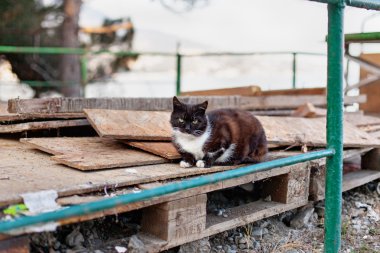 Sahil iskelede kedi.