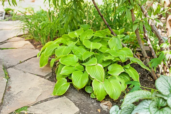 Hosta levelek hazugság homokkő úton. — Stock Fotó