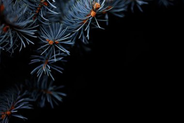 Noel kavramı, gümüş spruche siyah arka plan üzerine.