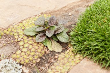 Bugleweed (Ajuga reptans Purpurea) bush ile renkli yaprakları