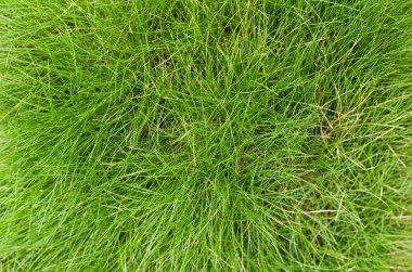 Yeşil çayır üzerinde (Festuca gautieri) arka plan, çimen yaprakları