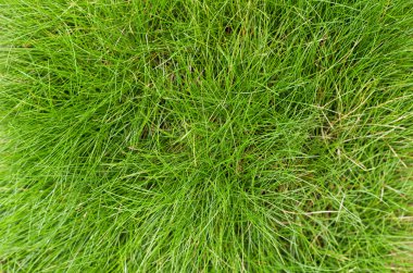 Green fescue leaves (Festuca gautieri) background, grass clipart