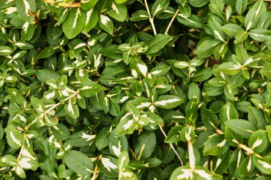Euonymus fortunei (iğ, fortune's iğ, kış sarmaşık)