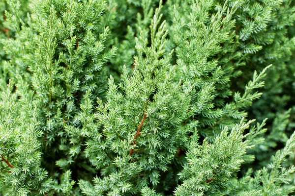 Güzel yeşil Juniperus chinensis stricta desen bırakır. 