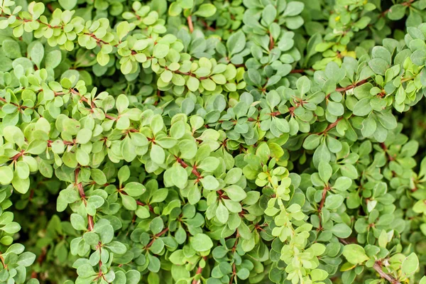 Yeşil dalları ve yaprakları Berberis thunbergii yeşil halı — Stok fotoğraf