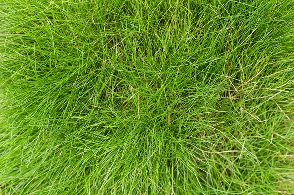 Yeşil çayır üzerinde (Festuca gautieri) arka plan, çimen yaprakları