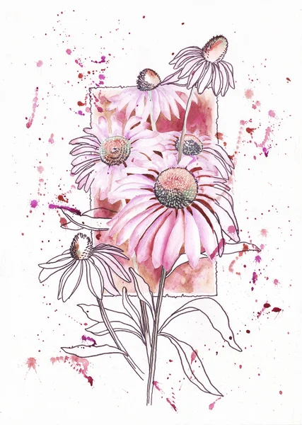 Echinacea flower on the background of the frame — Stock Photo, Image