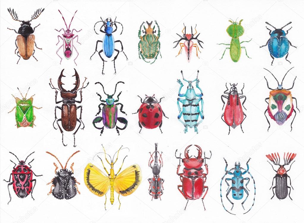 Set of watercolor beetles.