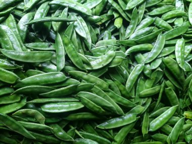 Yeşil edamame fasulyeleri modern ve geleneksel yemek pişirmede kullanılan protein temelli taze besin değeri taşıyan bitkileri fotoğrafladı.