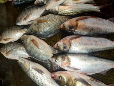 Piyasa satışı ve tüketimi için sergilenen Iapia Rohu Labeo ve Catla Sazanı dahil olmak üzere tatlı su balık çeşitleri