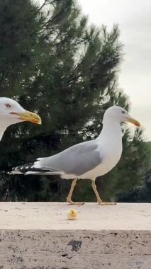 martı bir yaz günü şafak vakti Roma 'daki Kolezyum' un önünde bir duvar boyunca yürür. Yüksek kalite 4k görüntü