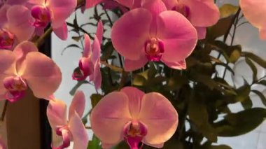 Bahar çiçeği, güzel pembe orkide çiçekleri. Yüksek kalite 4k görüntü